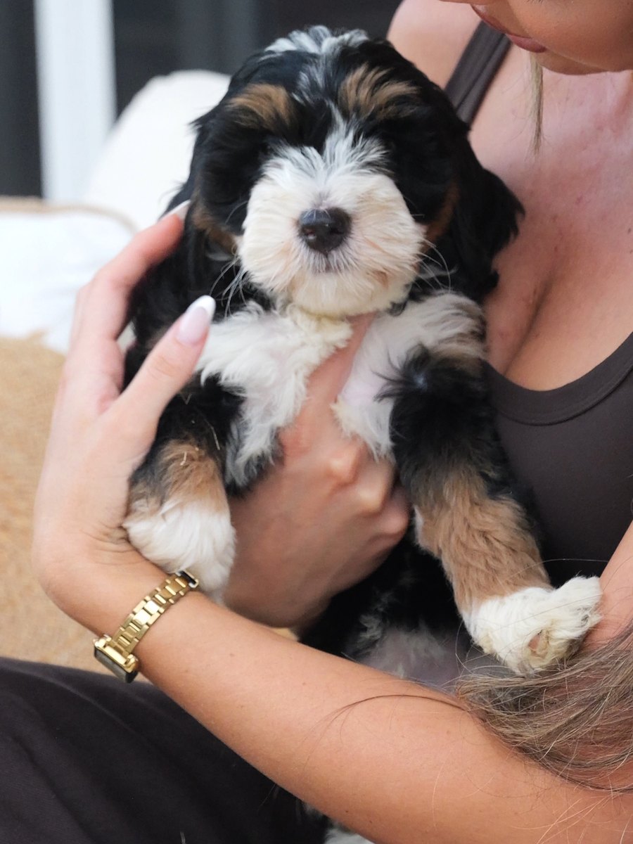 A woman holding a tri-colour Bernedoodle puppy up against her shoulder